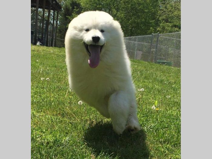 samojed ženka na prodaju besplatni mali oglasi