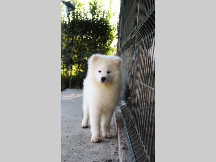 samojed ženka na prodaju besplatni mali oglasi