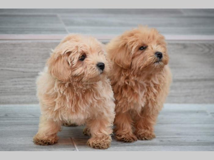 maltipoo štenci besplatni mali oglasi