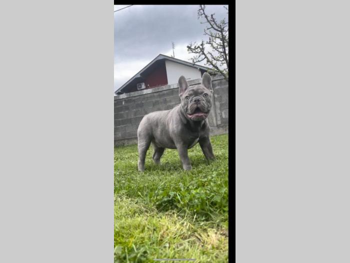 američki pitbull terijer i francuski buldog štenci besplatni mali oglasi