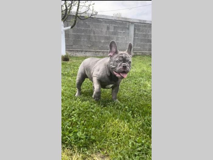 američki pitbull terijer i francuski buldog štenci besplatni mali oglasi
