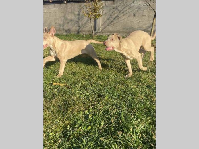 američki pitbull terijer i francuski buldog štenci besplatni mali oglasi