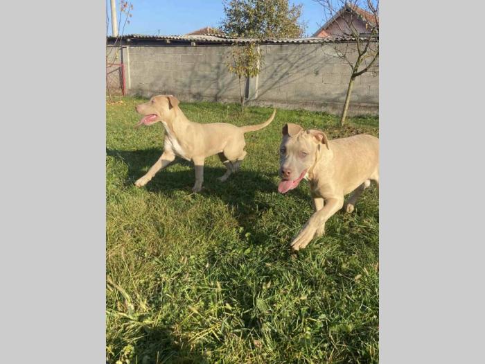 američki pitbull terijer i francuski buldog štenci besplatni mali oglasi