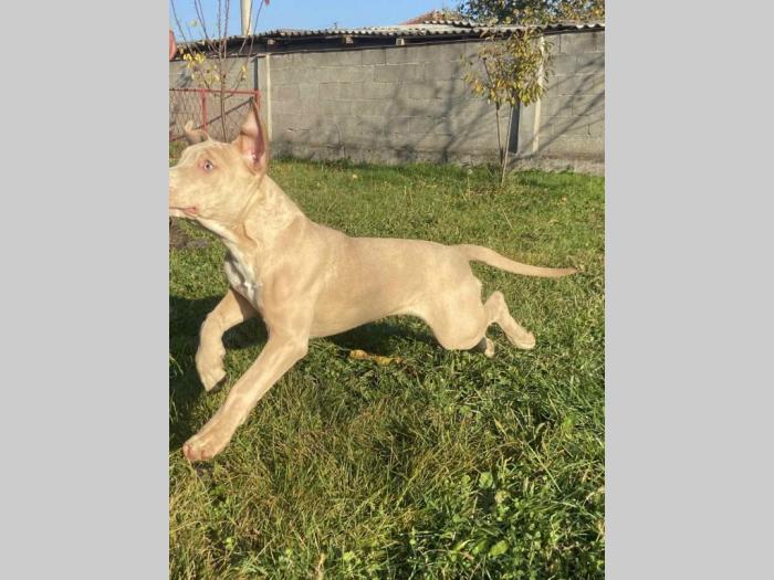 američki pitbull terijer i francuski buldog štenci besplatni mali oglasi