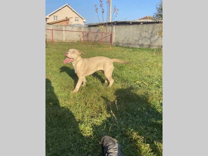 američki pitbull terijer i francuski buldog štenci besplatni mali oglasi