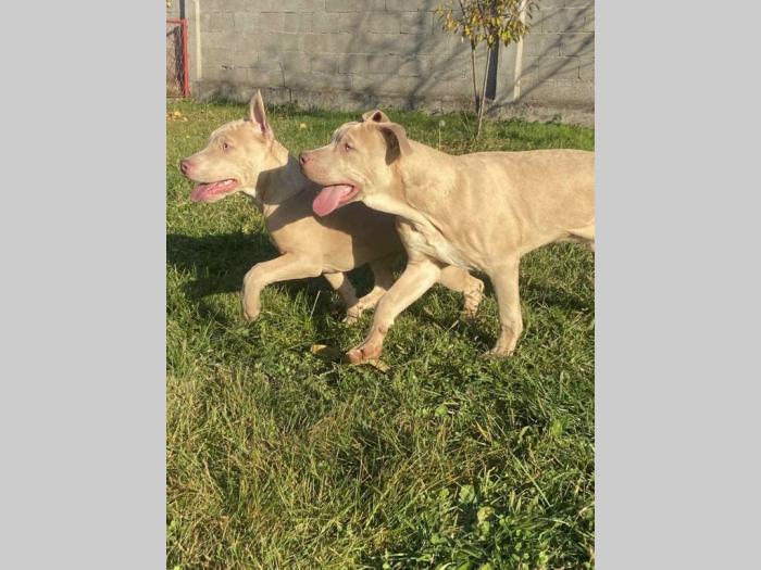 američki pitbull terijer i francuski buldog štenci besplatni mali oglasi