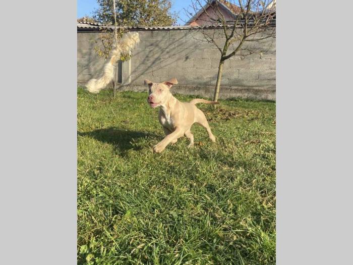 američki pitbull terijer i francuski buldog štenci besplatni mali oglasi
