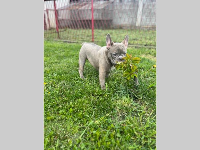 američki pitbull terijer i francuski buldog štenci besplatni mali oglasi