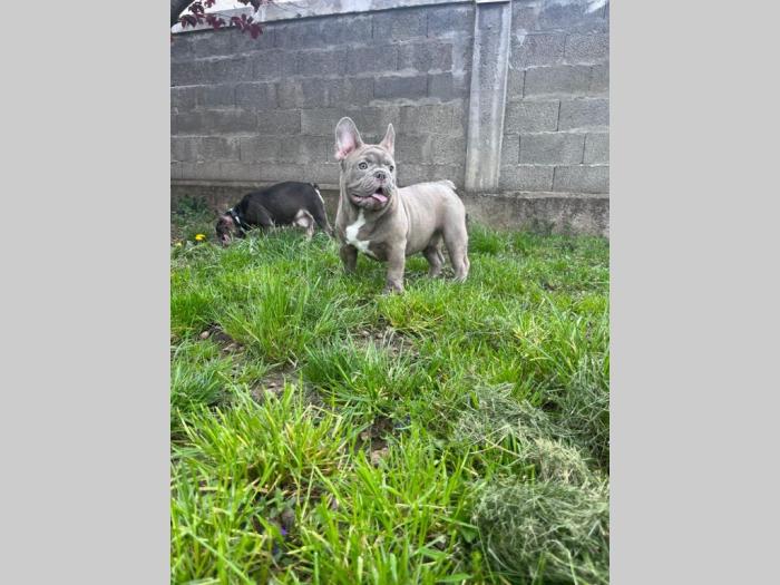 američki pitbull terijer i francuski buldog štenci besplatni mali oglasi