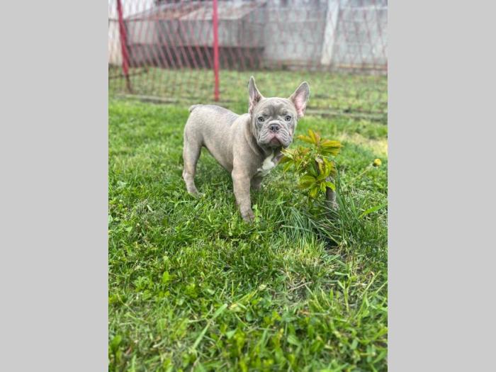 američki pitbull terijer i francuski buldog štenci besplatni mali oglasi