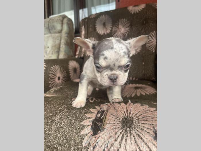 američki pitbull terijer i francuski buldog štenci besplatni mali oglasi