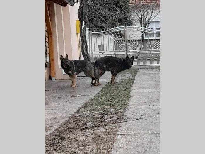 nemački ovčar radna linija besplatni mali oglasi