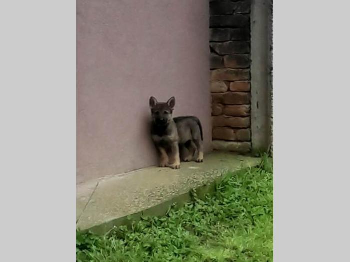 nemački ovčar radna linija besplatni mali oglasi