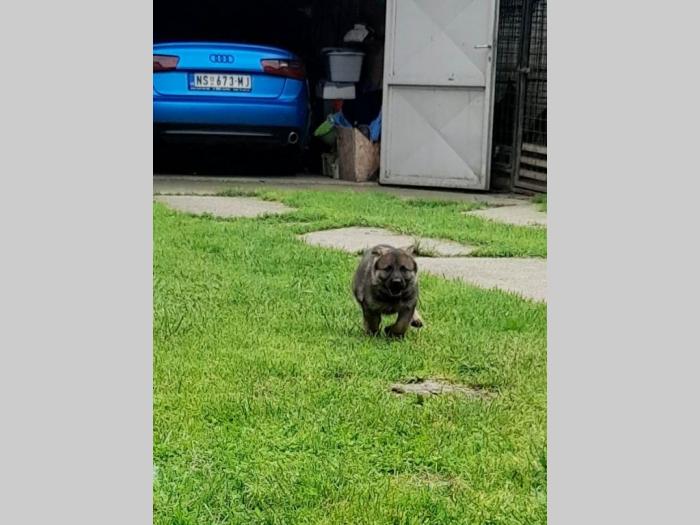 nemački ovčar radna linija besplatni mali oglasi