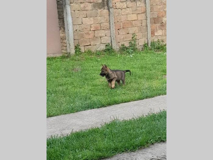 nemački ovčar radna linija besplatni mali oglasi