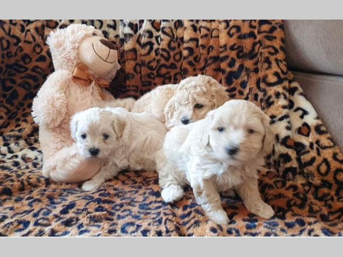 prelepi maltipu štenci besplatni mali oglasi