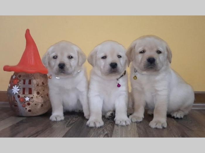 labrador čistokrvni štenci besplatni mali oglasi