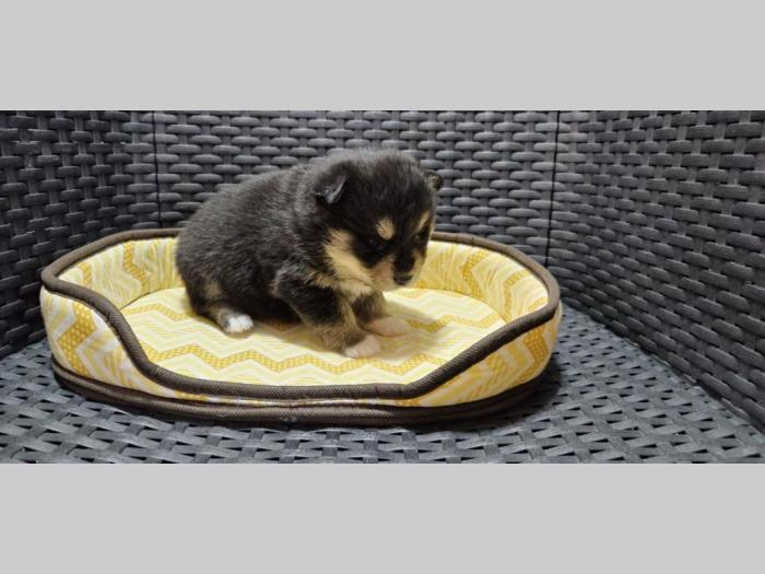 pomski štenci na prodaju besplatni mali oglasi