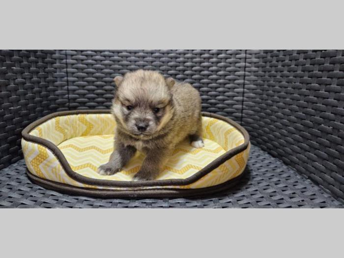 pomski štenci na prodaju besplatni mali oglasi