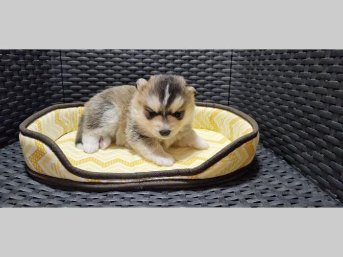 pomski štenci na prodaju besplatni mali oglasi