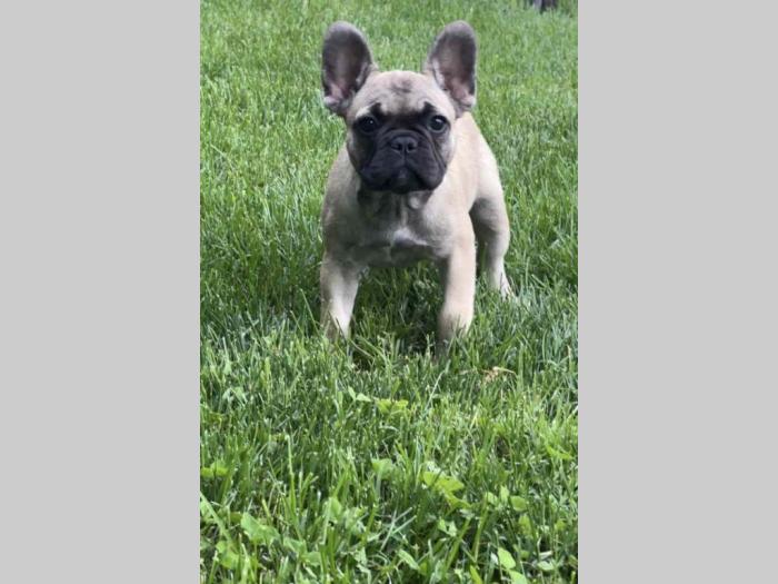 francuski buldog štenci besplatni mali oglasi