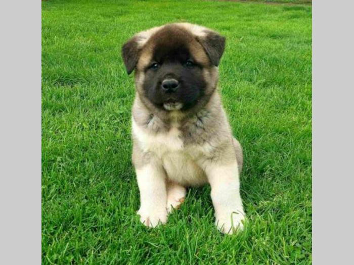 američka akita štenci besplatni mali oglasi