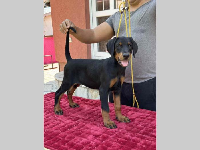 vrhunsko leglo dobermana staro 2 meseca besplatni mali oglasi