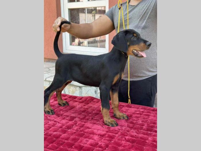 vrhunsko leglo dobermana staro 2 meseca besplatni mali oglasi