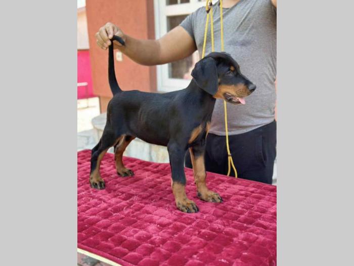 vrhunsko leglo dobermana staro 2 meseca besplatni mali oglasi