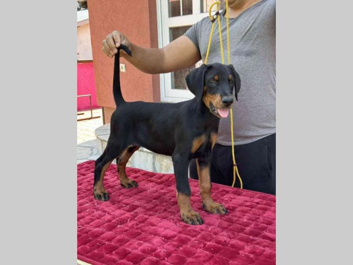 vrhunsko leglo dobermana staro 2 meseca besplatni mali oglasi