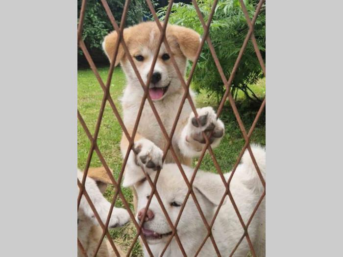 japanska akita štenci na prodaju besplatni mali oglasi