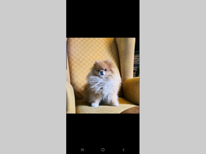 pomeranac parenje besplatni mali oglasi