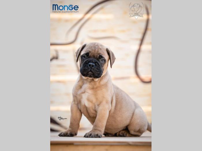home of guardians bullmastiff kennel besplatni mali oglasi