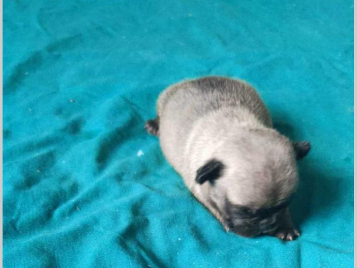 rezervacija vrhunških štenaca francuskog buldoga besplatni mali oglasi