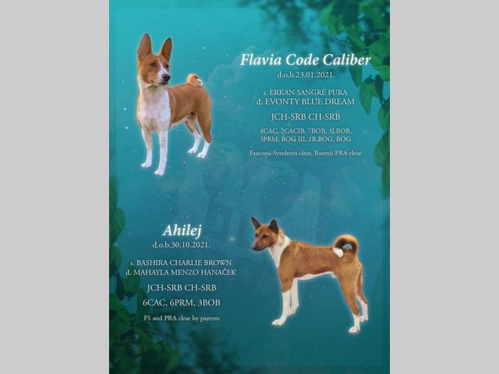 top štenci basenji besplatni mali oglasi