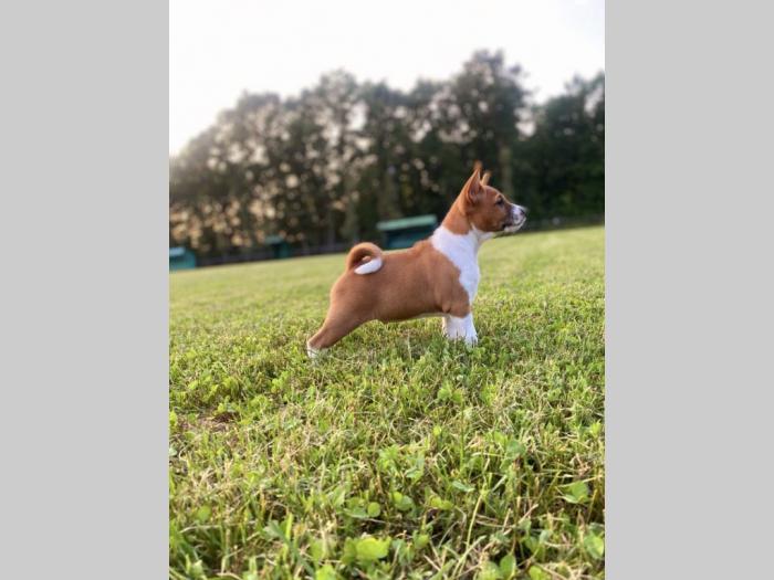 top štenci basenji besplatni mali oglasi