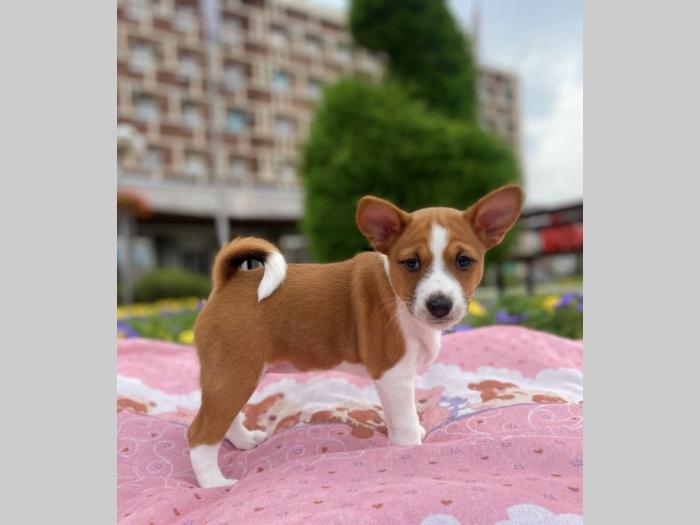 top štenci basenji besplatni mali oglasi