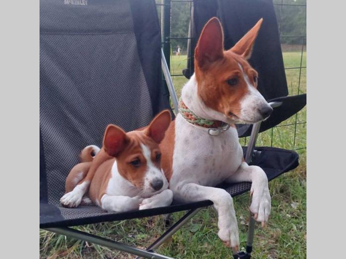 top štenci basenji besplatni mali oglasi