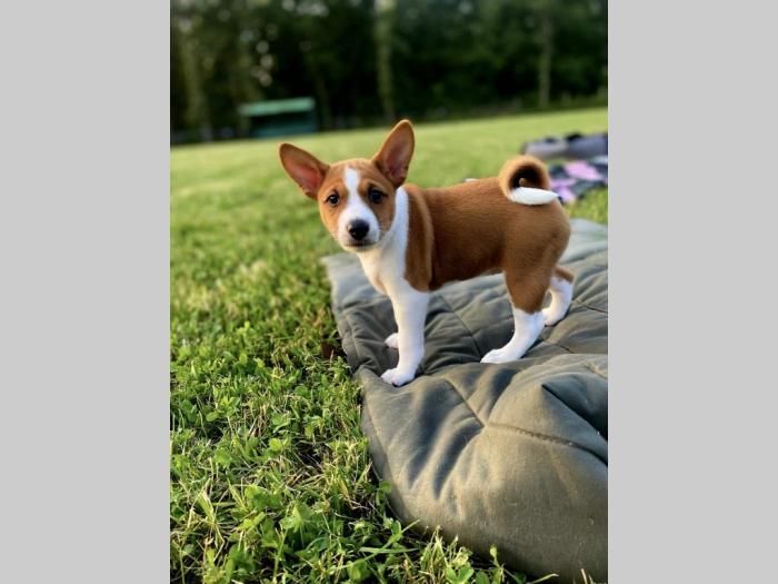 top štenci basenji besplatni mali oglasi