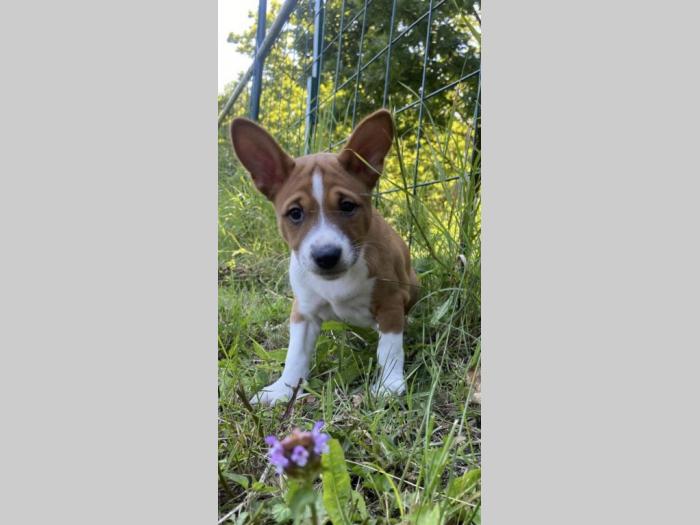 top štenci basenji besplatni mali oglasi