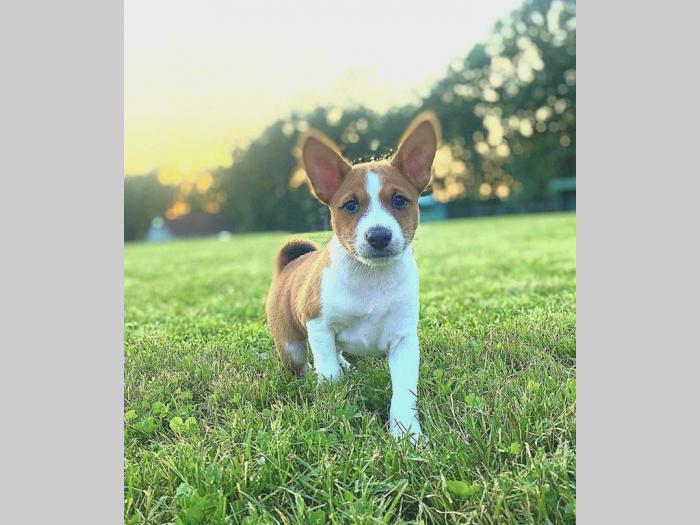 top štenci basenji besplatni mali oglasi