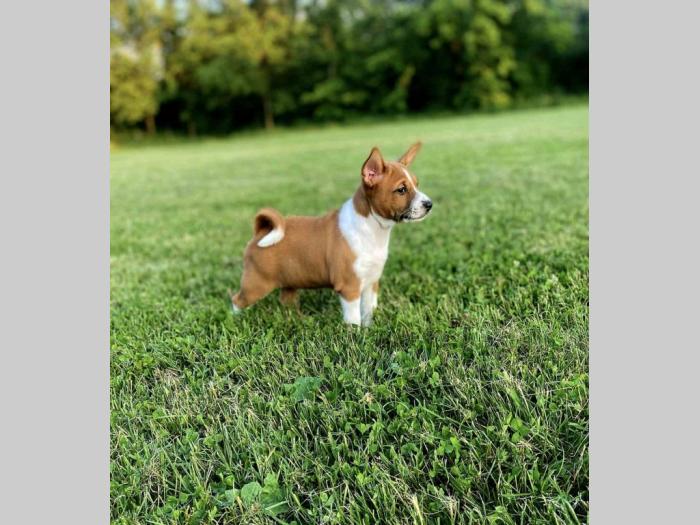 top štenci basenji besplatni mali oglasi