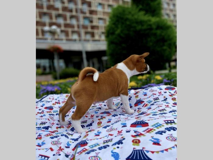 top štenci basenji besplatni mali oglasi
