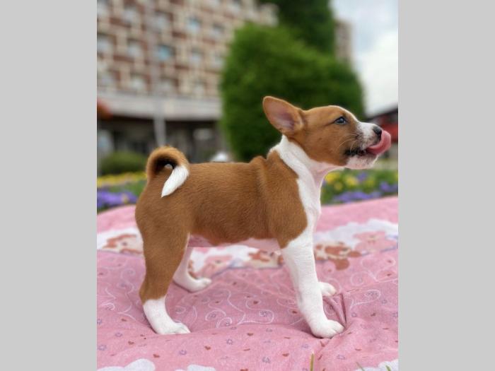 top štenci basenji besplatni mali oglasi