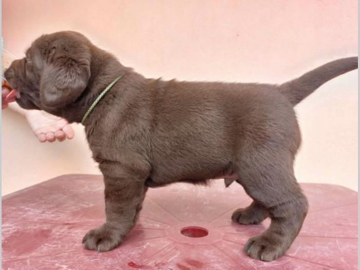na prodaju braon štenci labrador retrivera besplatni mali oglasi