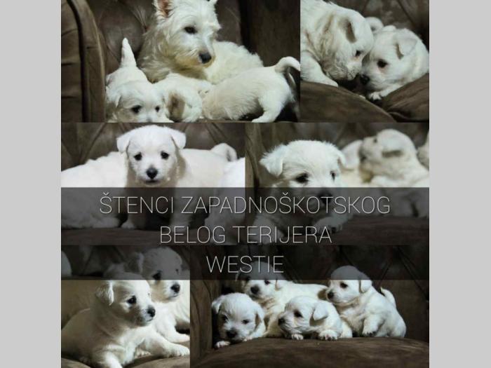 na prodaju štenci zapadnog terijera (westie) besplatni mali oglasi