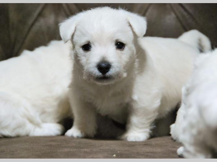 na prodaju štenci zapadnog terijera (westie) besplatni mali oglasi