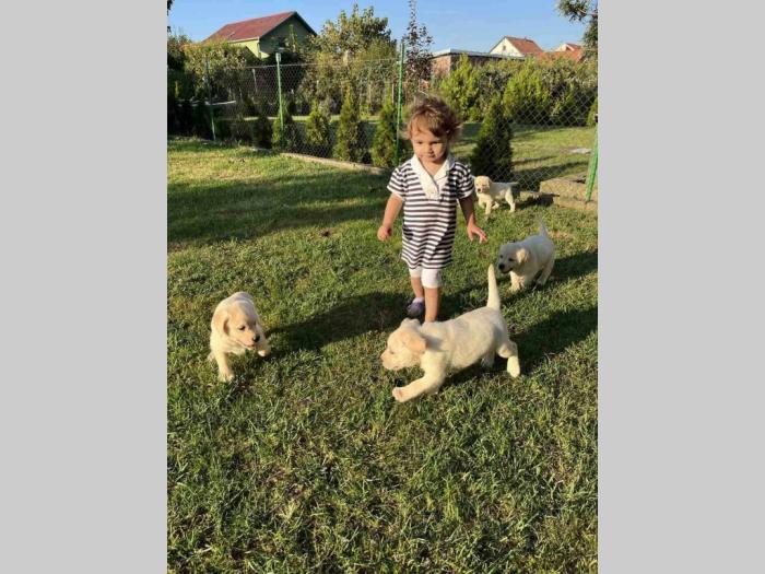 labrador retriver štenci besplatni mali oglasi
