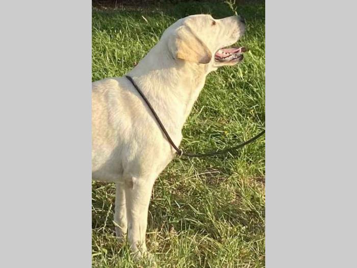 mužjak labrador retriver star 13 meseci besplatni mali oglasi