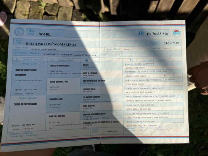 na prodaju štenci malinoe (belgijski ovčar) besplatni mali oglasi